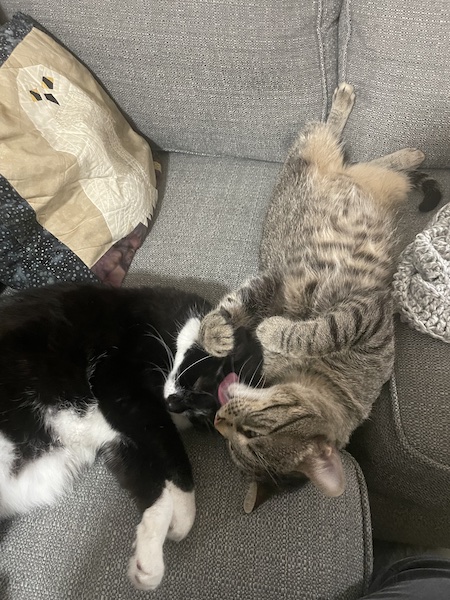 a brown tabby cat laying on its back, licking a black and white cat's head