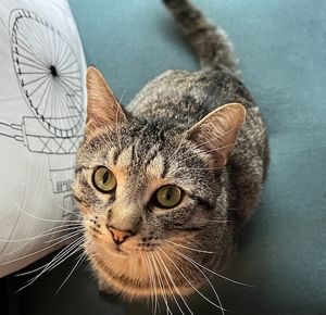 a brown tabby cat looking at the camera and being unbearably cute