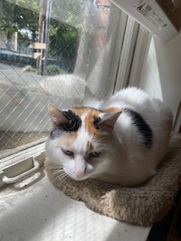 calico cat in the window