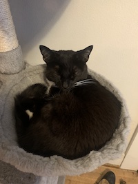 tuxedo cat curled up