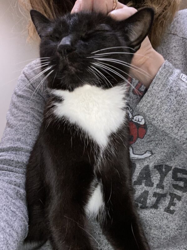 happy tuxedo cat getting pets